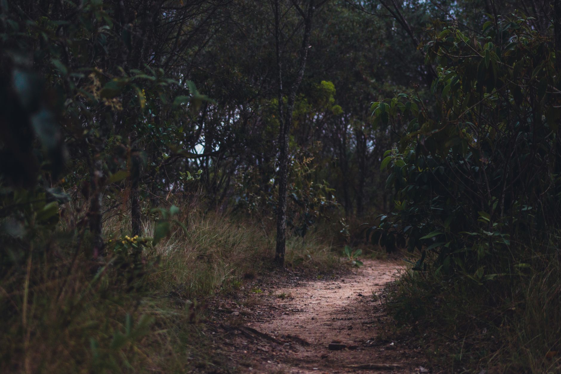A hidden path winding through dense jungle foliage, symbolizing secret game content locked from casual players