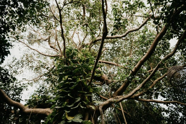 Donkey Kong Bananza’s Absent Vine Swinging Is Alienating DKC Purists Dense jungle canopy with hanging vines and tropical foliage