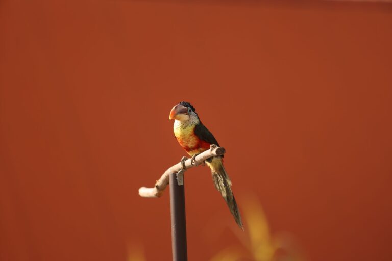Donkey Kong Bananza’s Absent Squawks Cameo Is Alienating DKC2 Fans A colorful parrot perched on a branch, representing the Squawks character absence in Donkey Kong Bananza