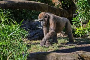 Donkey Kong Bananza’s Absent Kongs Gallery Is Quietly Disappointing Lore Fans A gorilla in a lush jungle setting, representing the Donkey Kong franchise's primate theme