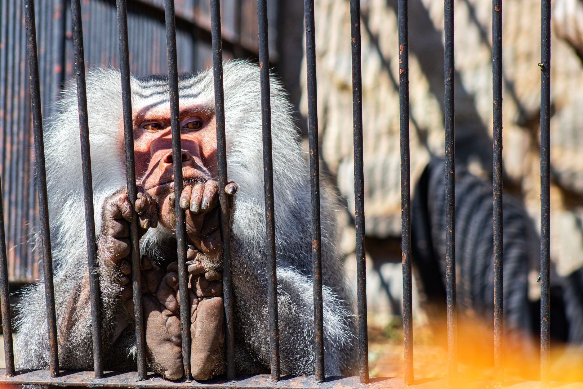 Iron cage bars evoking the visual of caged banana hoards from Donkey Kong Country 2